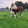 2 pedigree hereford cows with bull calves at foot Image 4