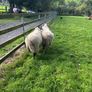 Swale hogget rams for sale Image 6