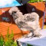 Hens. 2 American Silky hens ( price  is for two Hens) Image 6