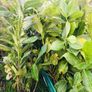 Cherry Laurel hedge plants Multi-stems (last of bare root) Image 3