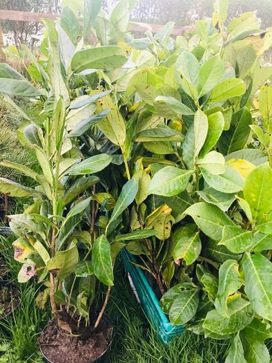 Cherry Laurel hedge plants Multi-stems (last of bare root)