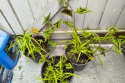 garden plants