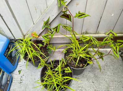 garden plants