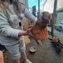chicken hatching eggs Image 8