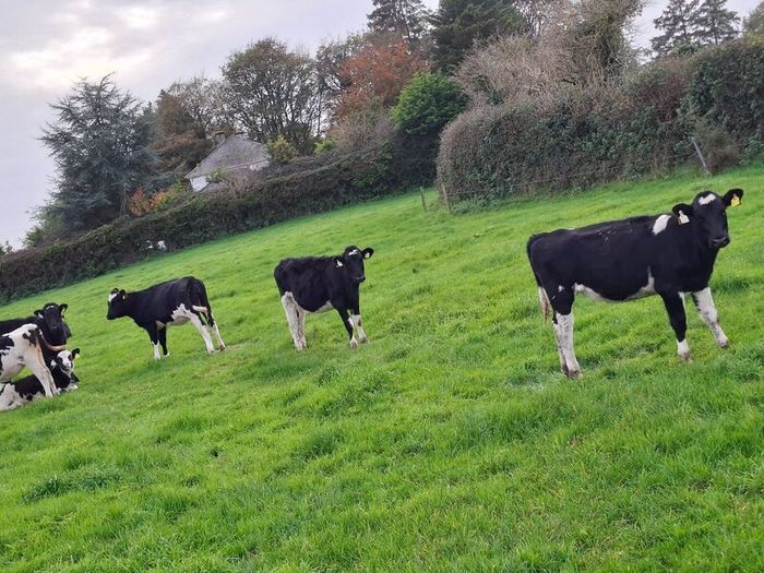 Weanling heifers Holstein friesan