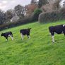 Weanling heifers Holstein friesan Image 2