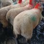 Ewe lambs Image 4