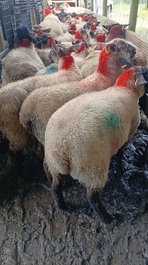 Ewe lambs