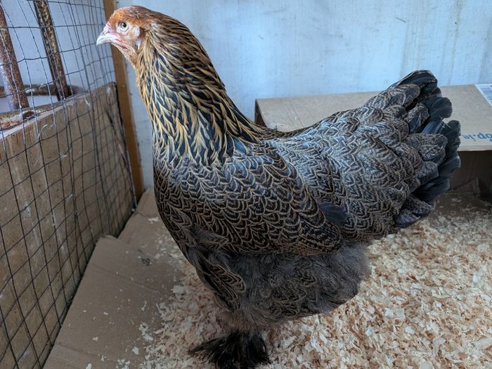 hatching eggs