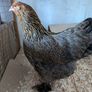 hatching eggs Image 4