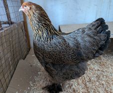 hatching eggs
