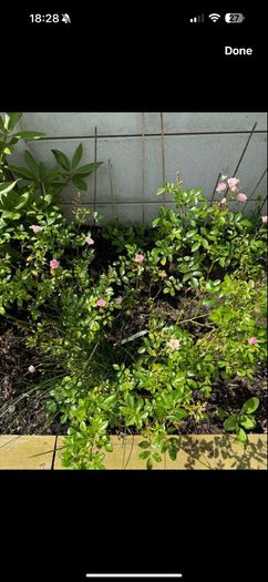 Fairy roses