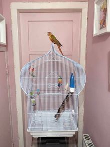 Bird Cage