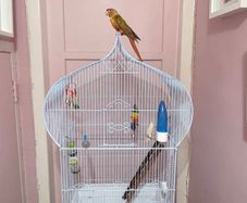 Bird Cage