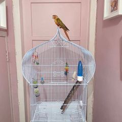 Bird Cage