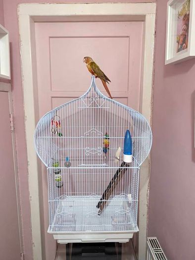 Bird Cage