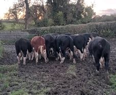 14 quality hereford bullocks,lots 317 to 321
