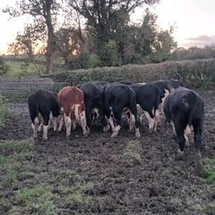 14 quality hereford bullocks,lots 317 to 321