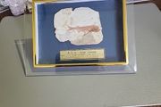 Fish fossil
