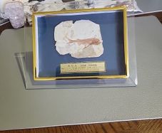Fish fossil