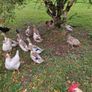 Embden geese  & Welsh harlequin ducks from 25 Image 2