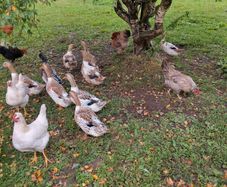Welsh harlequins ducks & Embden geese for sale 20