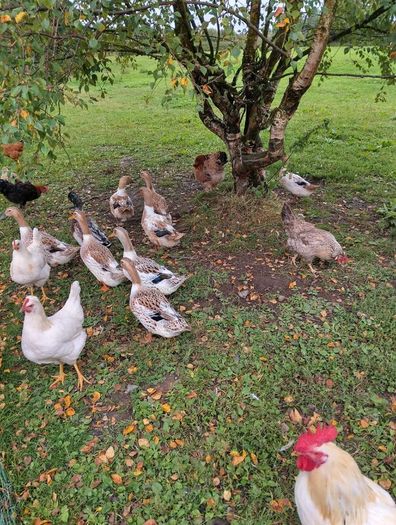 Welsh harlequins ducks & Embden geese for sale 20