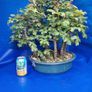 Field Maple Forest Bonsai Image 3