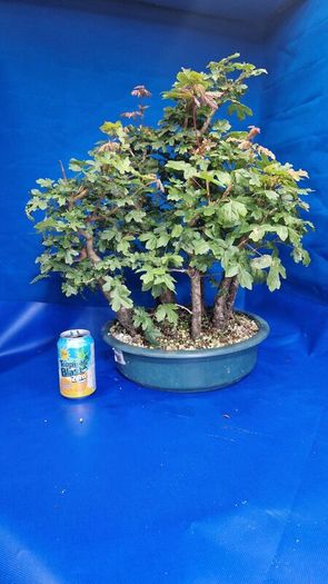 Field Maple Forest Bonsai