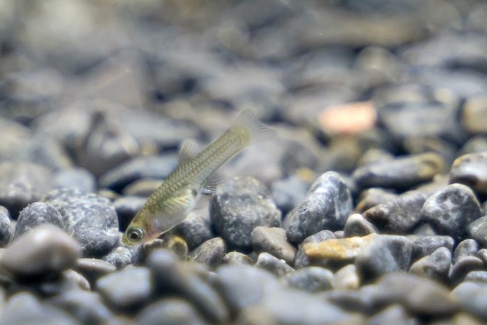 Endler Guppies