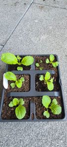 6 x Chinise  Cabbage Seedlings