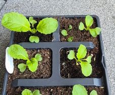 6 x Chinise  Cabbage Seedlings