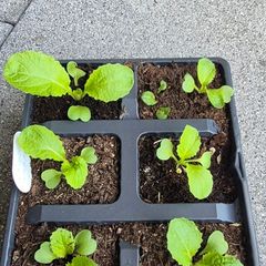 6 x Chinise  Cabbage Seedlings