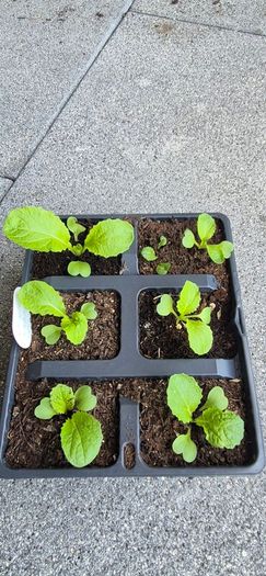 6 x Chinise  Cabbage Seedlings
