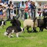 Ballygarvan Agricultural show Image 3