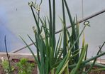 Walking Onions
