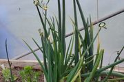 Walking Onions