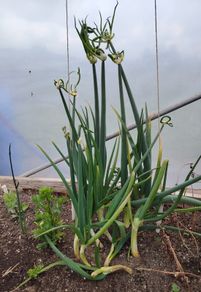 Walking Onions