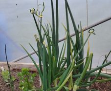 Walking Onions