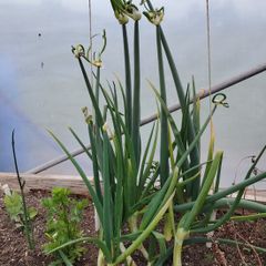 Walking Onions