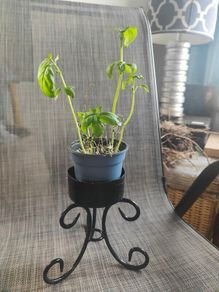 Artisan Restored Plant Throne  Finished by the Irish Sea Coast