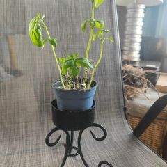 Artisan Restored Plant Throne  Finished by the Irish Sea Coast