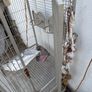 bird cage Image 4