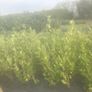Hedging Laurel & Griselenia Image 5