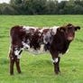 Heifer Image 4