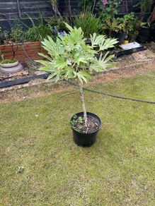plant