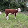 Purebred heifers Image 3