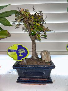 Bonsai
