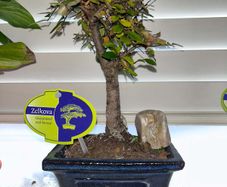 Bonsai