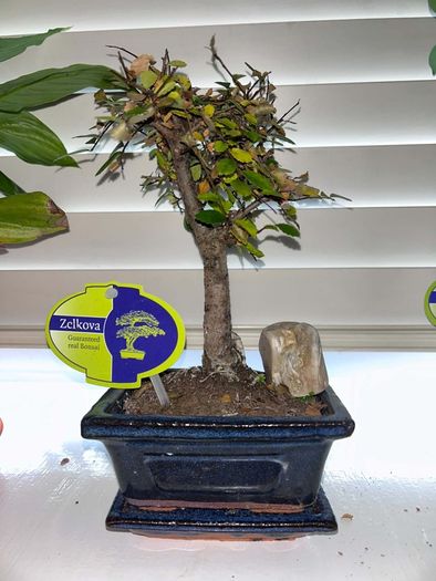 Bonsai